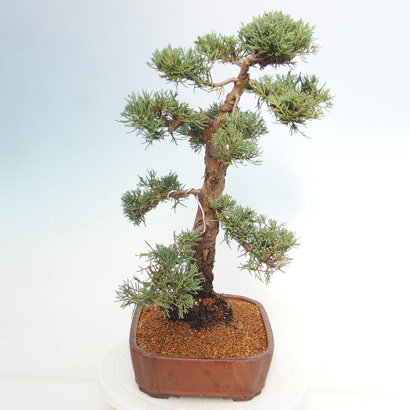 Outdoor bonsai - Juniperus chinensis Kishu - Chinese juniper