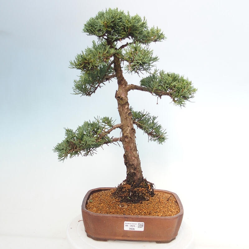 Outdoor bonsai - Juniperus chinensis Kishu - Chinese juniper