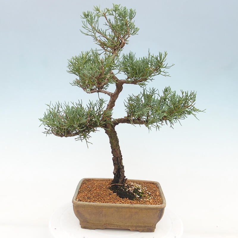 Outdoor bonsai - Juniperus chinensis Kishu - Chinese juniper