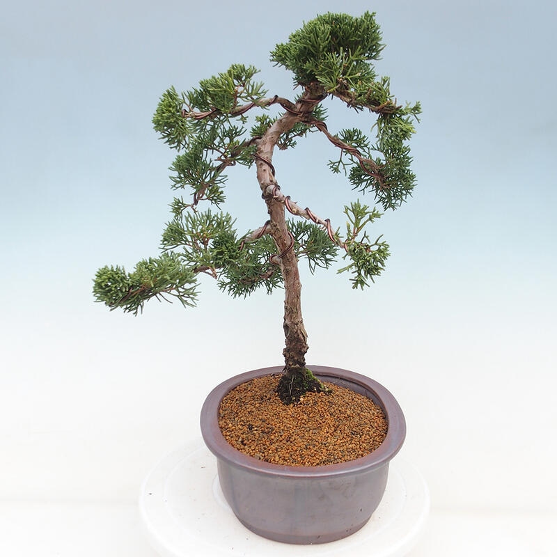 Outdoor bonsai - Juniperus chinensis Kishu - Chinese juniper