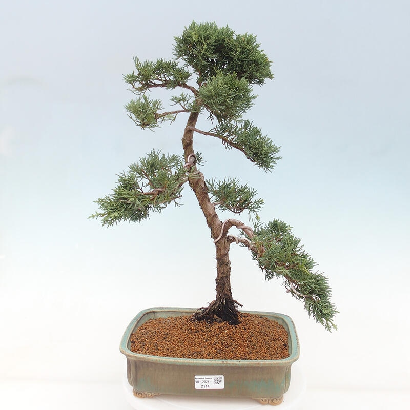 Outdoor bonsai - Juniperus chinensis Kishu - Chinese juniper