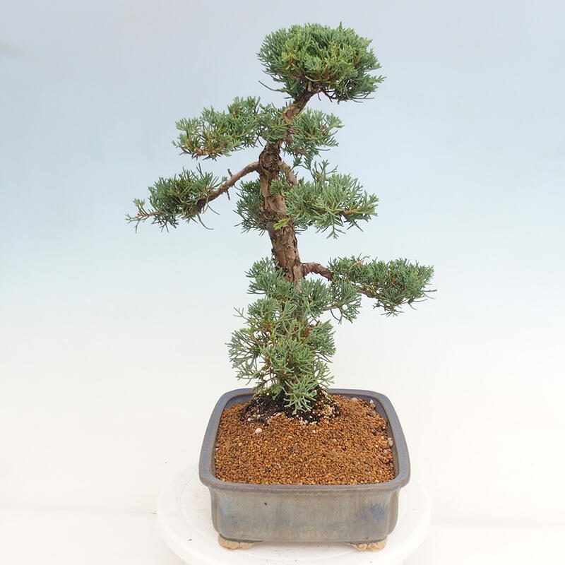 Outdoor bonsai - Juniperus chinensis Kishu - Chinese juniper