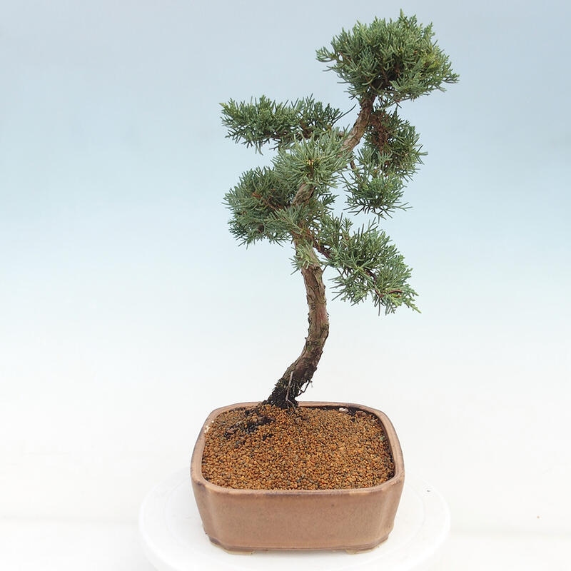 Outdoor bonsai - Juniperus chinensis Kishu - Chinese juniper