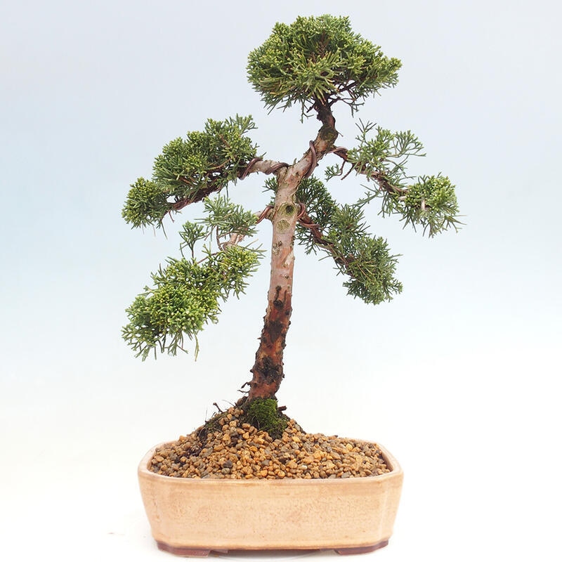 Outdoor bonsai - Juniperus chinensis Kishu - Chinese juniper