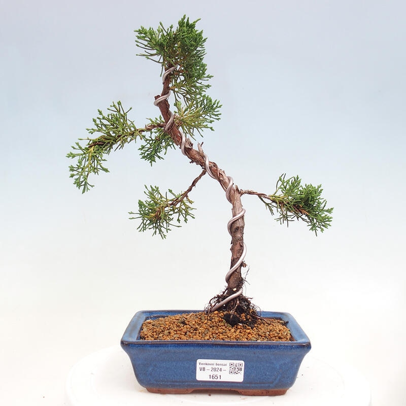 Outdoor bonsai - Juniperus chinensis Kishu - Chinese Juniper