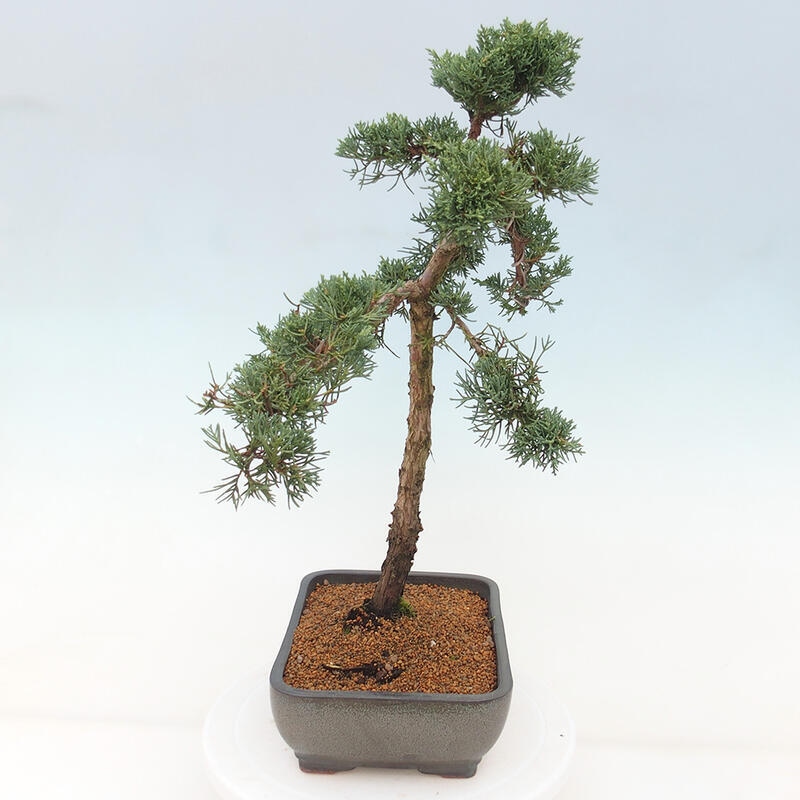 Outdoor bonsai - Juniperus chinensis Kishu - Chinese juniper