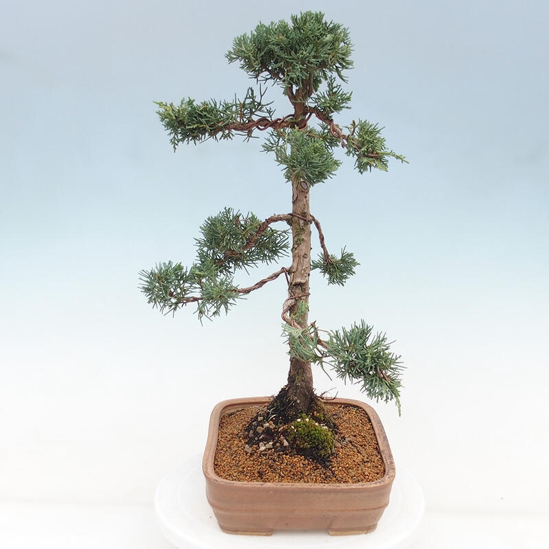 Outdoor bonsai - Juniperus chinensis Kishu - Chinese juniper