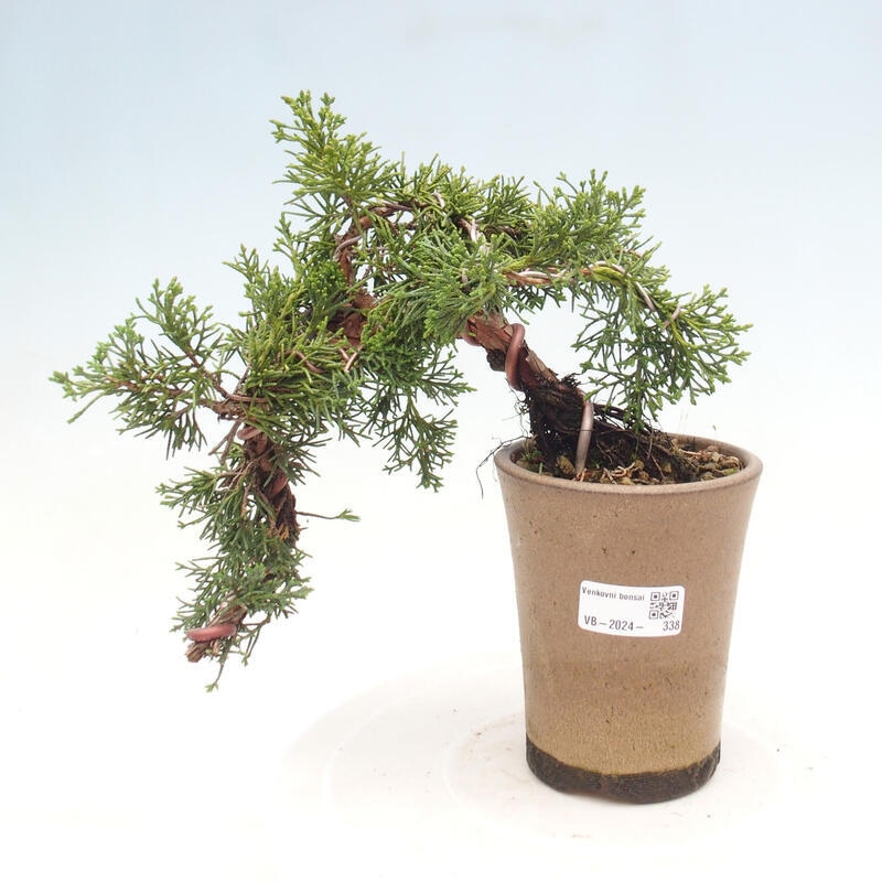 Outdoor bonsai - Juniperus chinensis Kishu - Chinese juniper