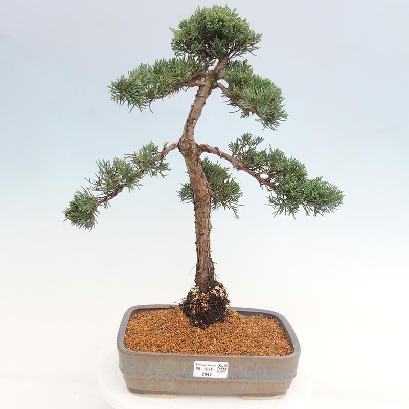 Outdoor bonsai - Juniperus chinensis Kishu - Chinese juniper