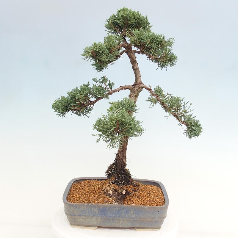 Outdoor bonsai - Juniperus chinensis Kishu - Chinese juniper