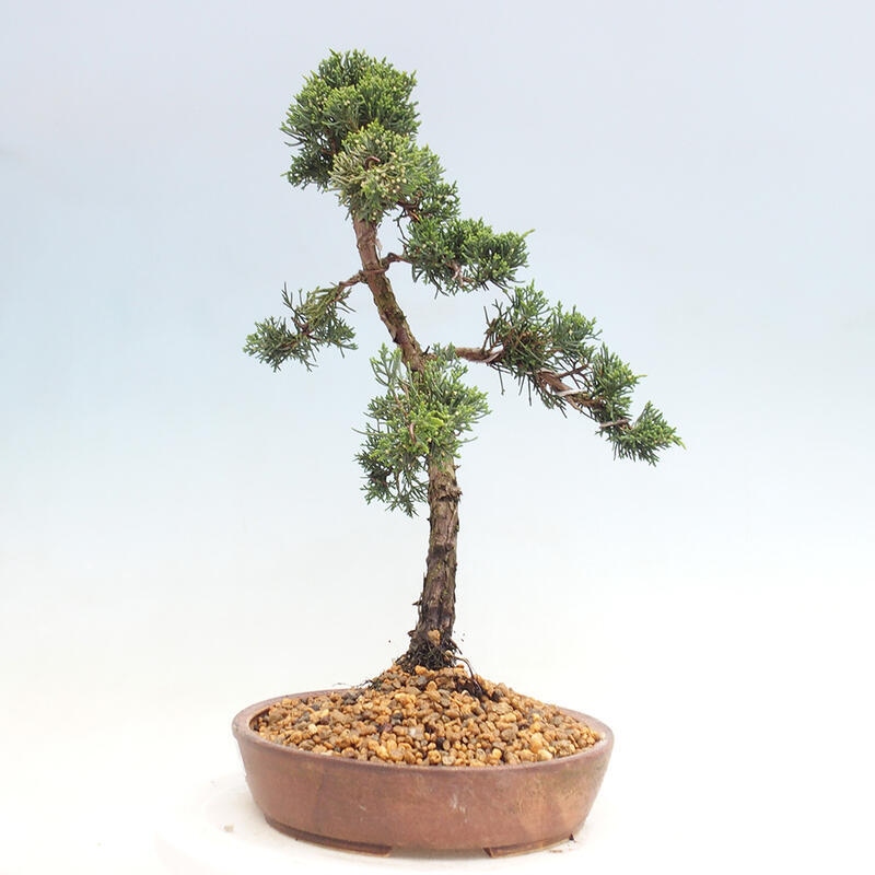 Outdoor bonsai - Juniperus chinensis Kishu - Chinese juniper