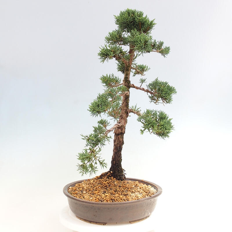 Outdoor bonsai - Juniperus chinensis Kishu - Chinese juniper