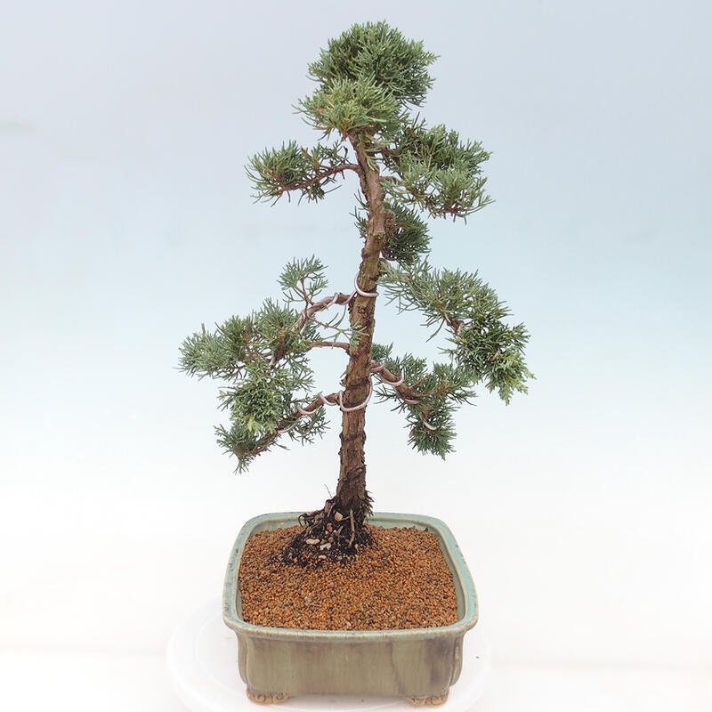 Outdoor bonsai - Juniperus chinensis Kishu - Chinese juniper