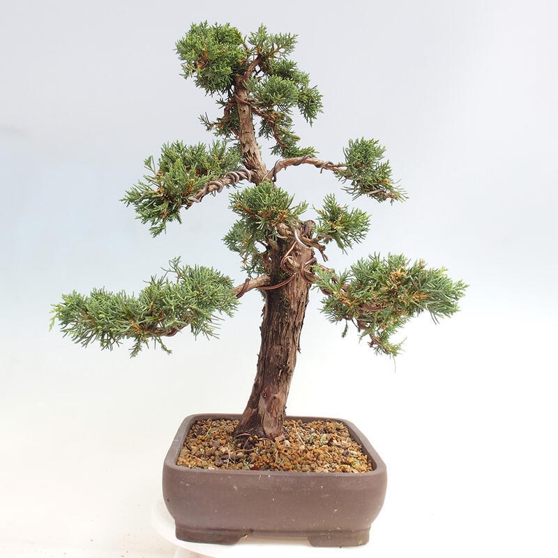 Outdoor bonsai - Juniperus chinensis Kishu - Chinese juniper