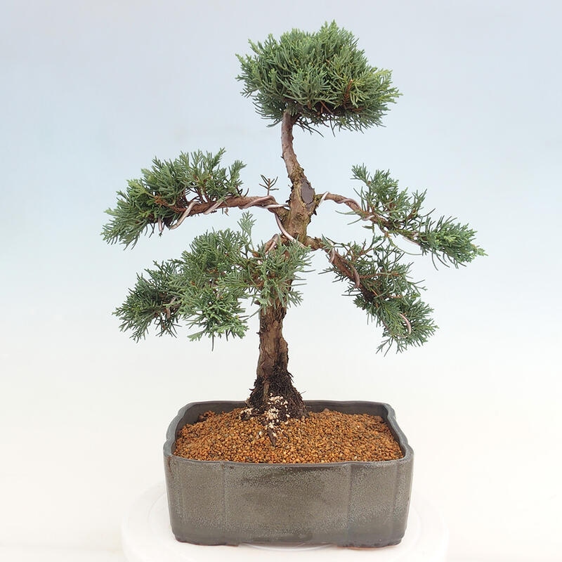 Outdoor bonsai - Juniperus chinensis Kishu - Chinese juniper