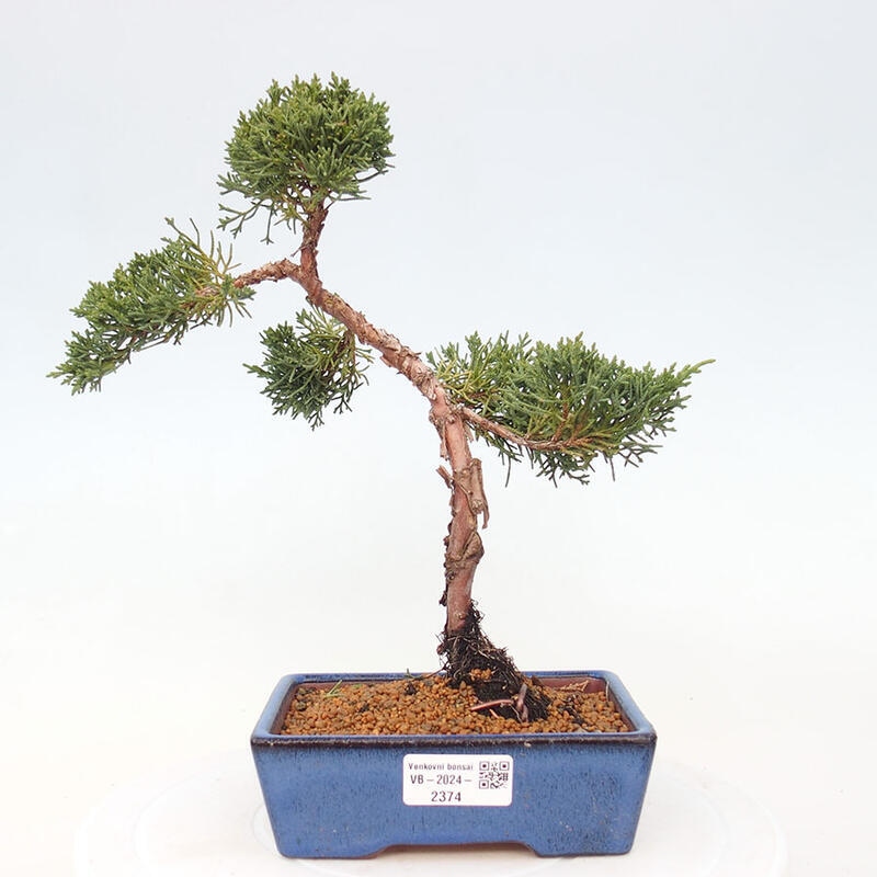 Outdoor bonsai - Juniperus chinensis Kishu - Chinese Juniper