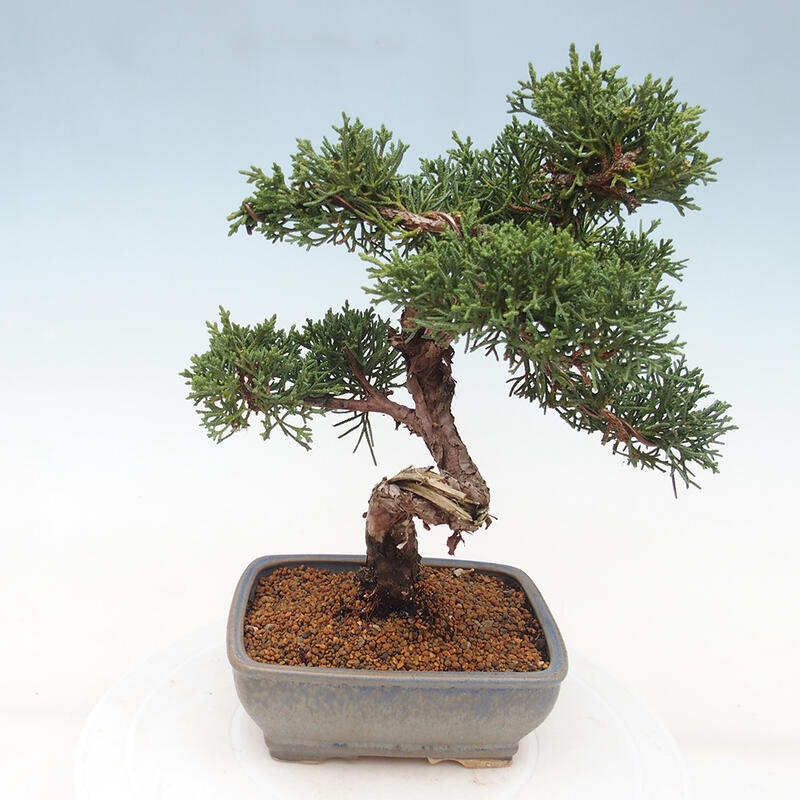 Outdoor bonsai - Juniperus chinensis Kishu - Chinese juniper