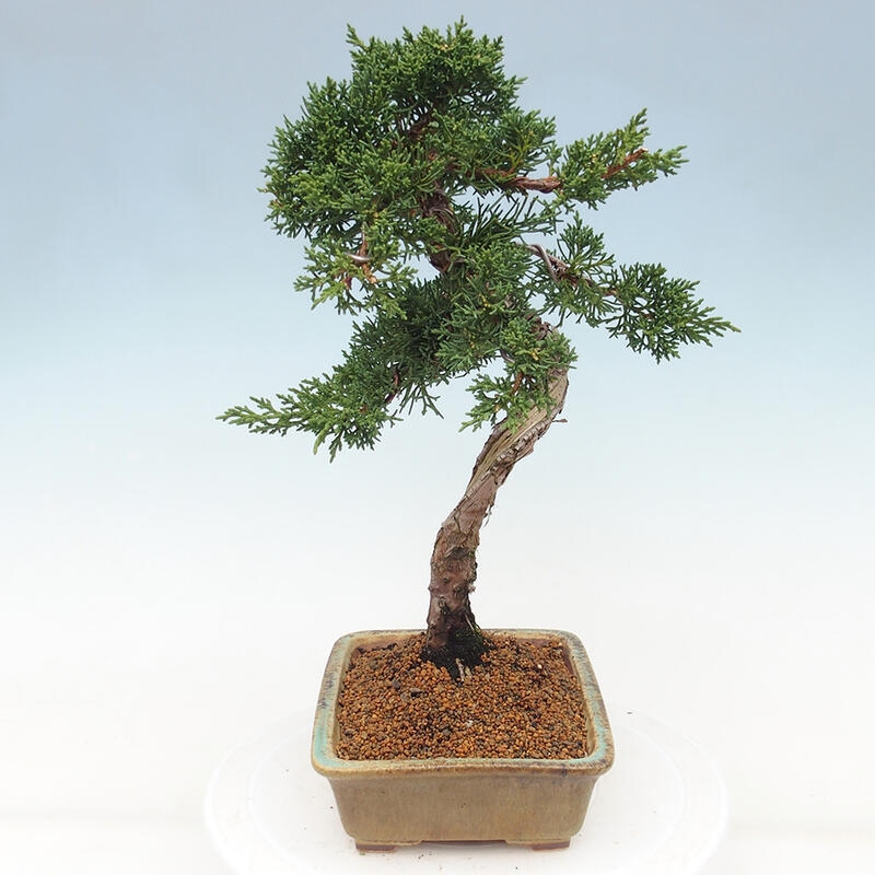 Outdoor bonsai - Juniperus chinensis Kishu - Chinese juniper