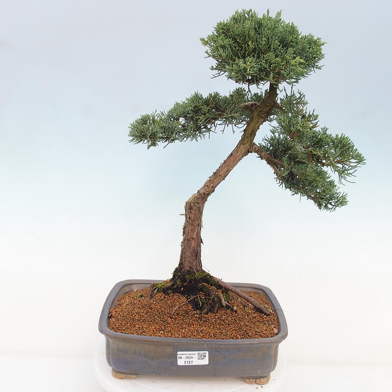 Outdoor bonsai - Juniperus chinensis Kishu - Chinese juniper