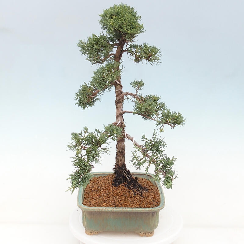 Outdoor bonsai - Juniperus chinensis Kishu - Chinese juniper