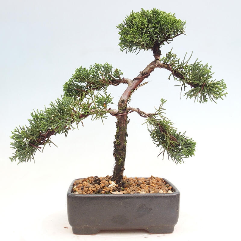 Outdoor bonsai - Juniperus chinensis Kishu - Chinese juniper