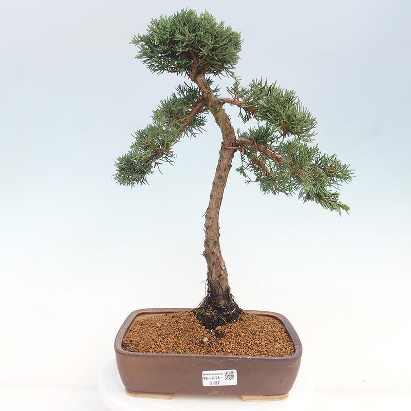 Outdoor bonsai - Juniperus chinensis Kishu - Chinese juniper