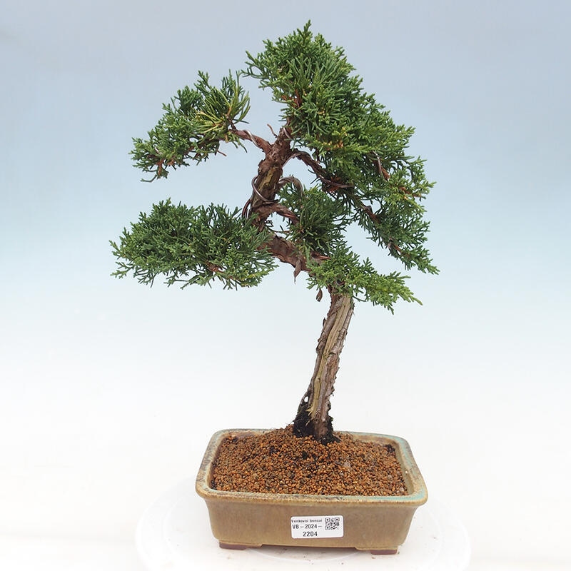 Outdoor bonsai - Juniperus chinensis Kishu - Chinese juniper