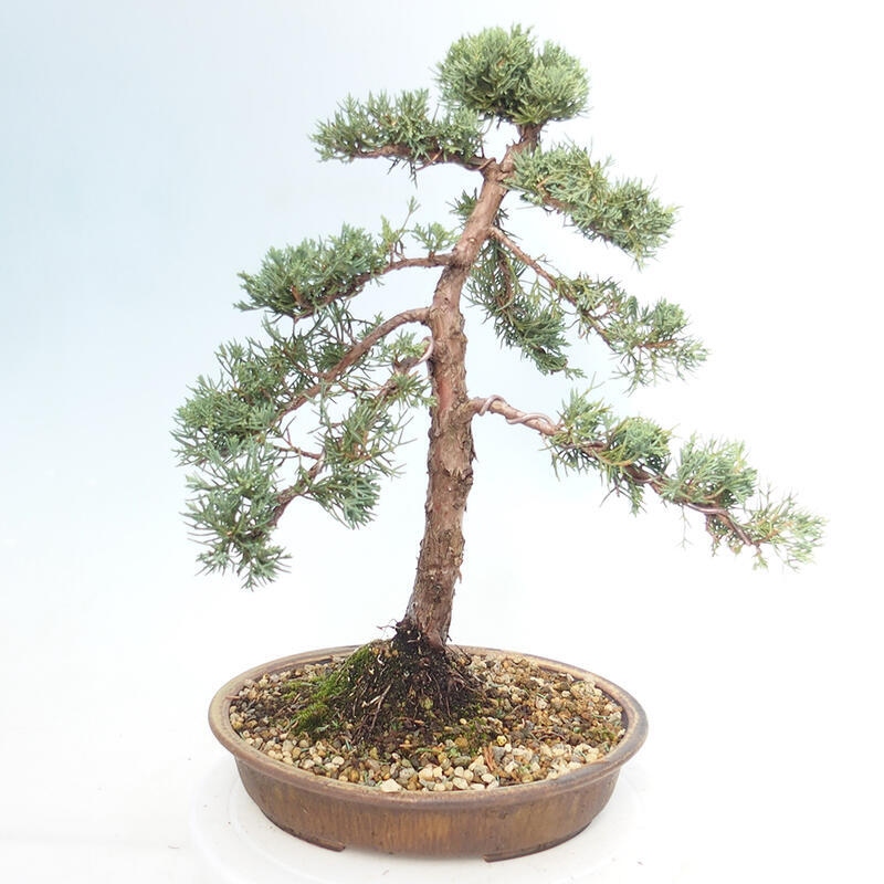 Outdoor bonsai - Juniperus chinensis Kishu - Chinese juniper