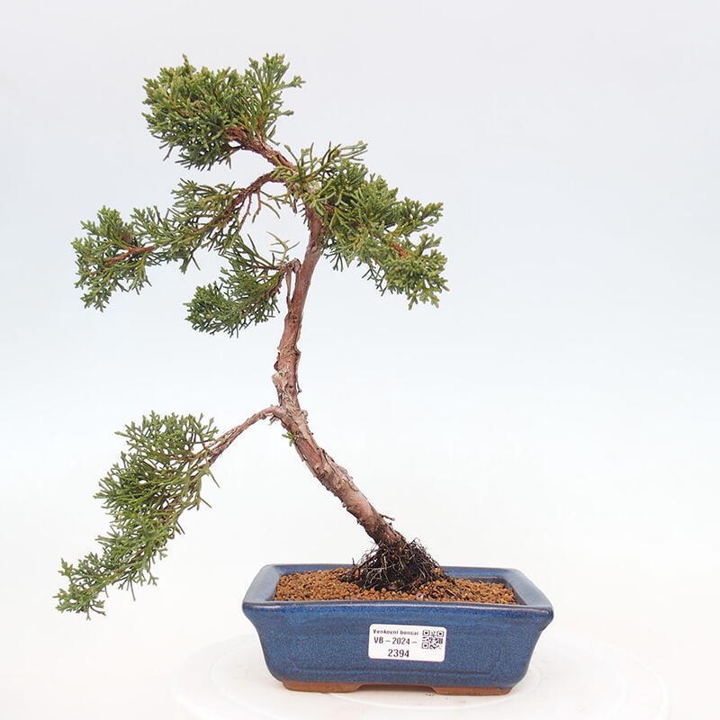 Outdoor bonsai - Juniperus chinensis Kishu - Chinese Juniper