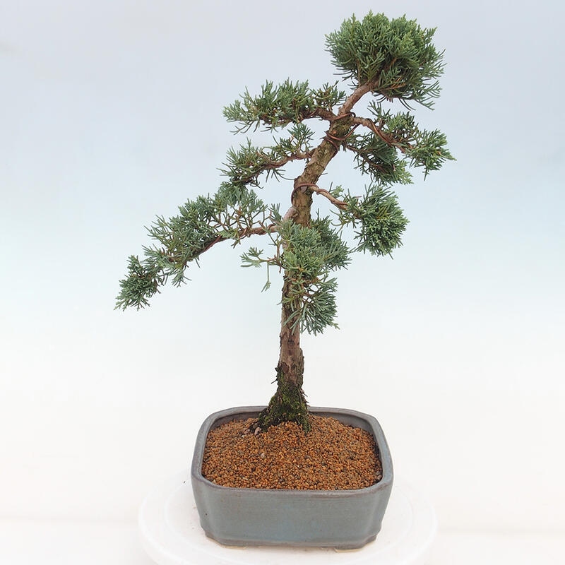 Outdoor bonsai - Juniperus chinensis Kishu - Chinese juniper