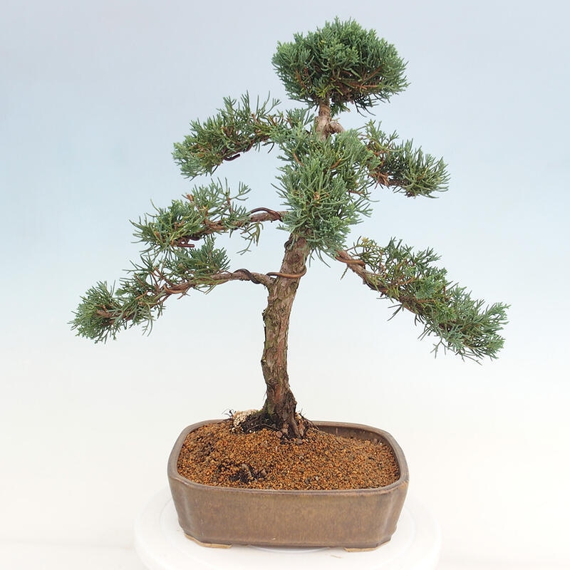 Outdoor bonsai - Juniperus chinensis Kishu - Chinese juniper