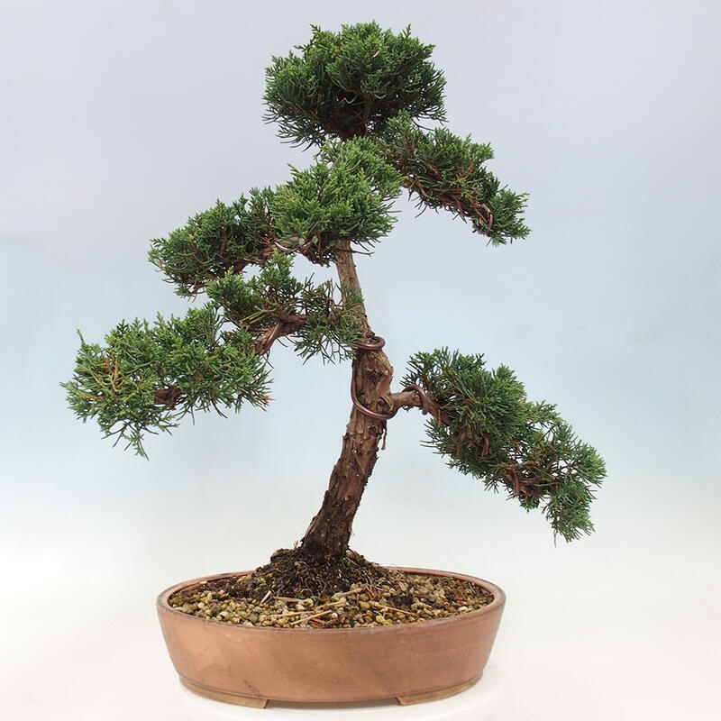 Outdoor bonsai - Juniperus chinensis Kishu - Chinese Juniper