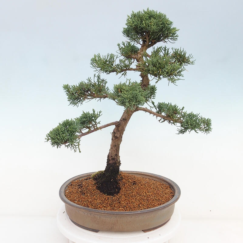 Outdoor bonsai - Juniperus chinensis Kishu - Chinese juniper