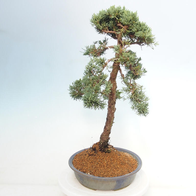 Outdoor bonsai - Juniperus chinensis Kishu - Chinese juniper