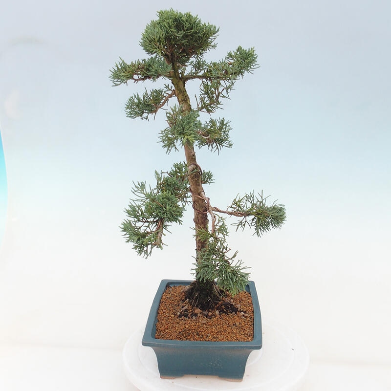 Outdoor bonsai - Juniperus chinensis Kishu - Chinese juniper