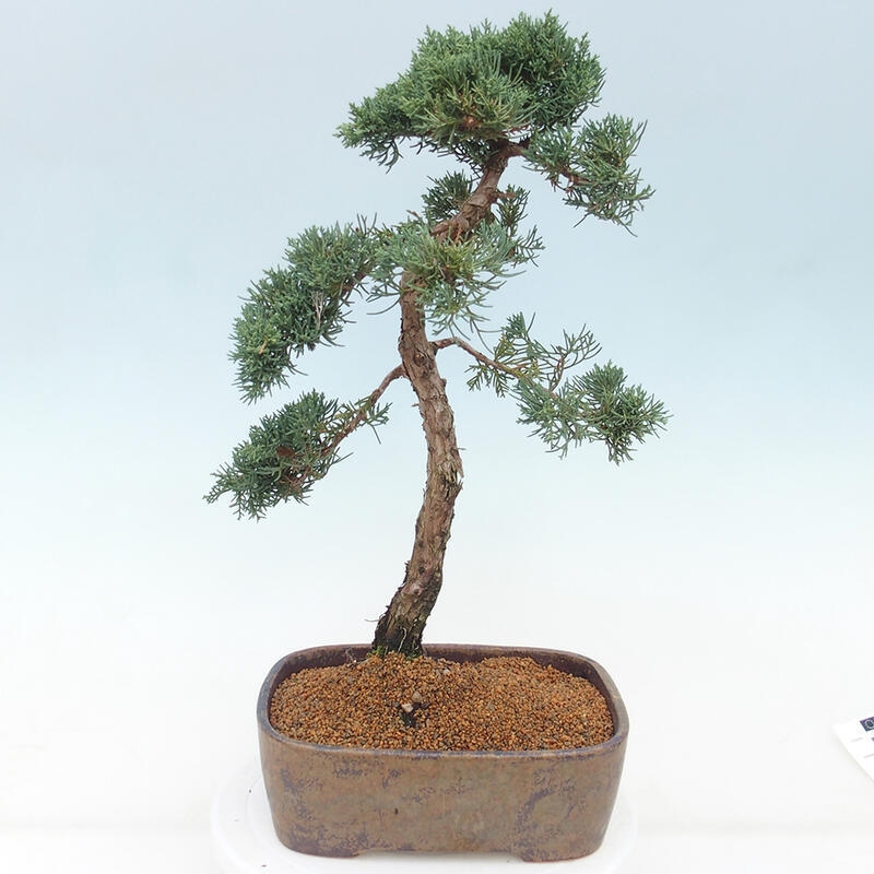 Outdoor bonsai - Juniperus chinensis Kishu - Chinese juniper