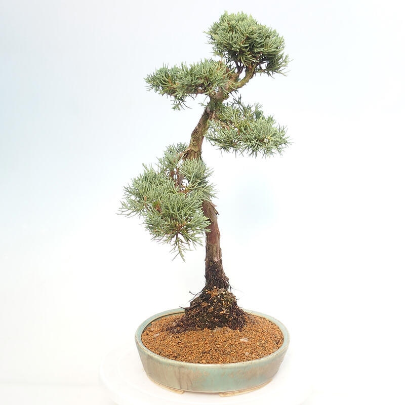 Outdoor bonsai - Juniperus chinensis Kishu - Chinese juniper