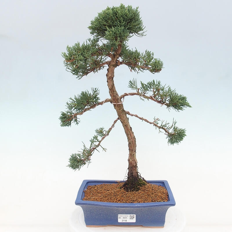 Outdoor bonsai - Juniperus chinensis Kishu - Chinese juniper