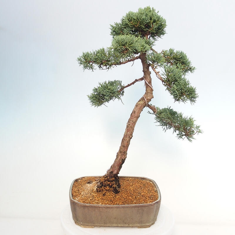 Outdoor bonsai - Juniperus chinensis Kishu - Chinese juniper