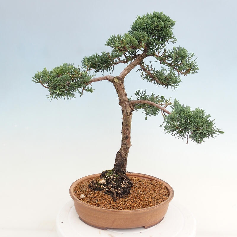 Outdoor bonsai - Juniperus chinensis Kishu - Chinese juniper