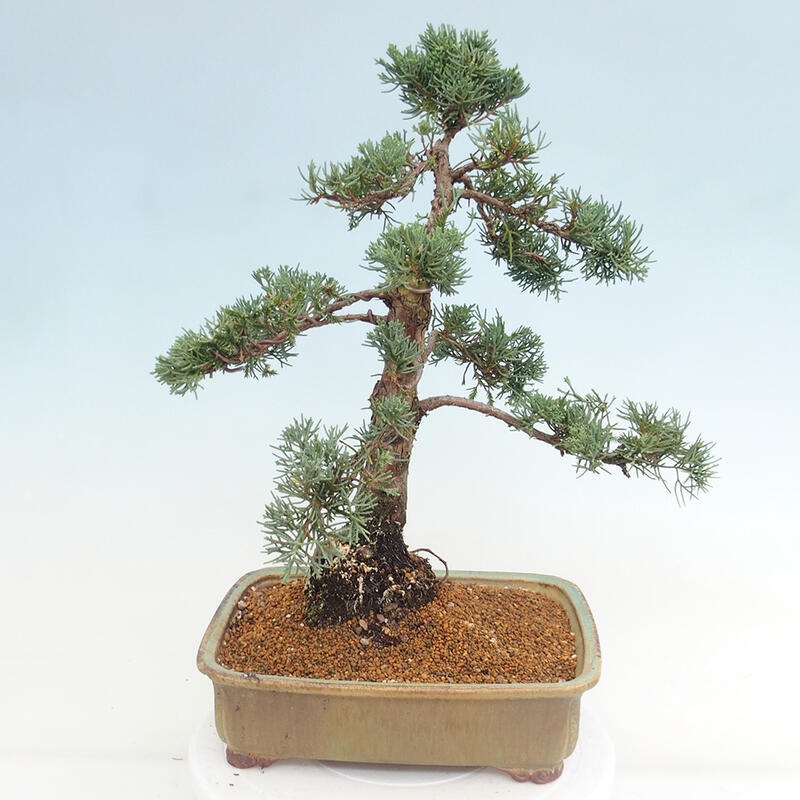 Outdoor bonsai - Juniperus chinensis Kishu - Chinese juniper