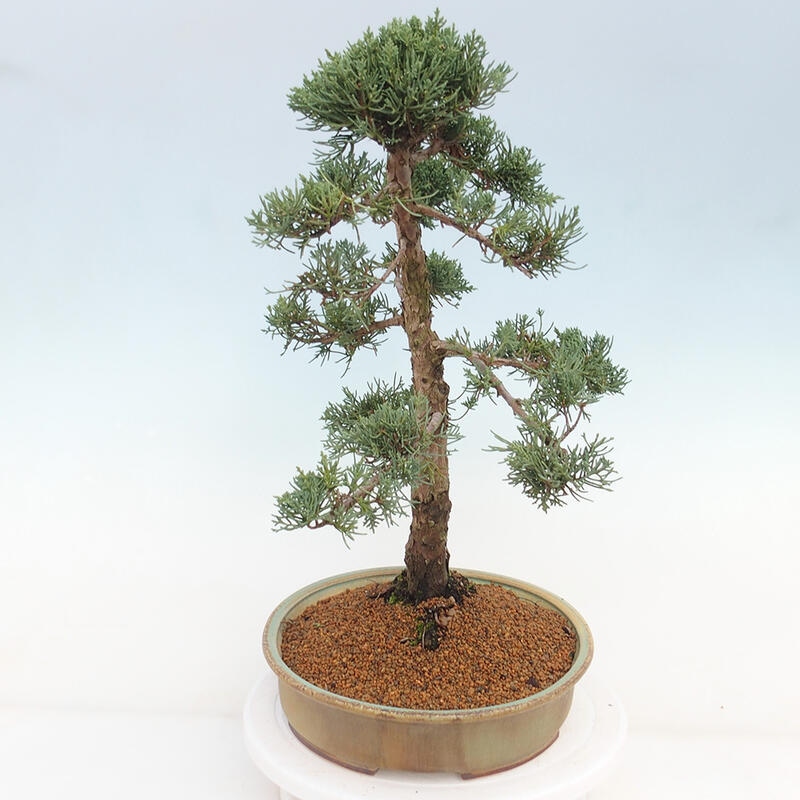 Outdoor bonsai - Juniperus chinensis Kishu - Chinese juniper