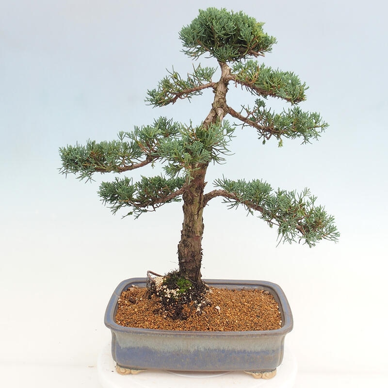 Outdoor bonsai - Juniperus chinensis Kishu - Chinese juniper