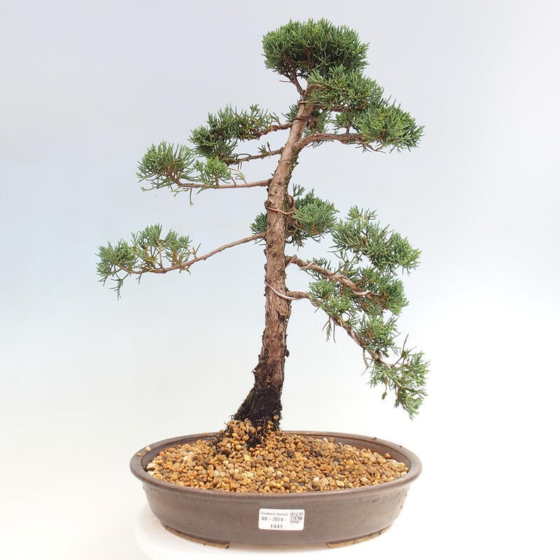 Outdoor bonsai - Juniperus chinensis Kishu - Chinese juniper