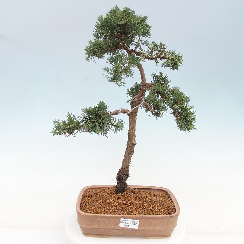 Outdoor bonsai - Juniperus chinensis Kishu - Chinese juniper