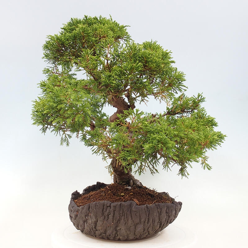 Outdoor bonsai - Juniperus chinensis Kishu - Chinese Juniper