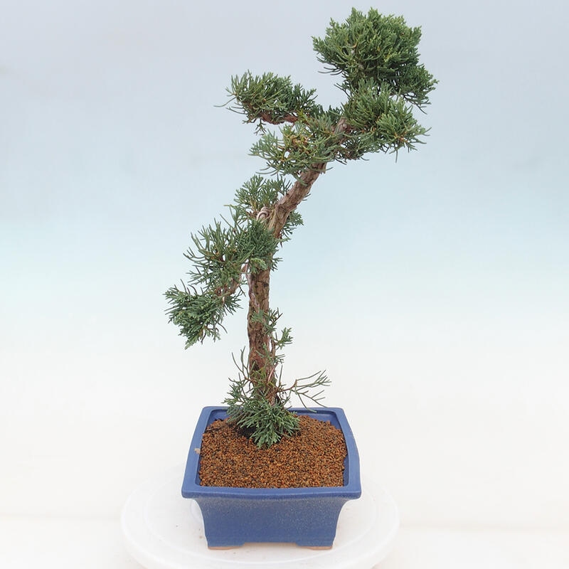 Outdoor bonsai - Juniperus chinensis Kishu - Chinese juniper