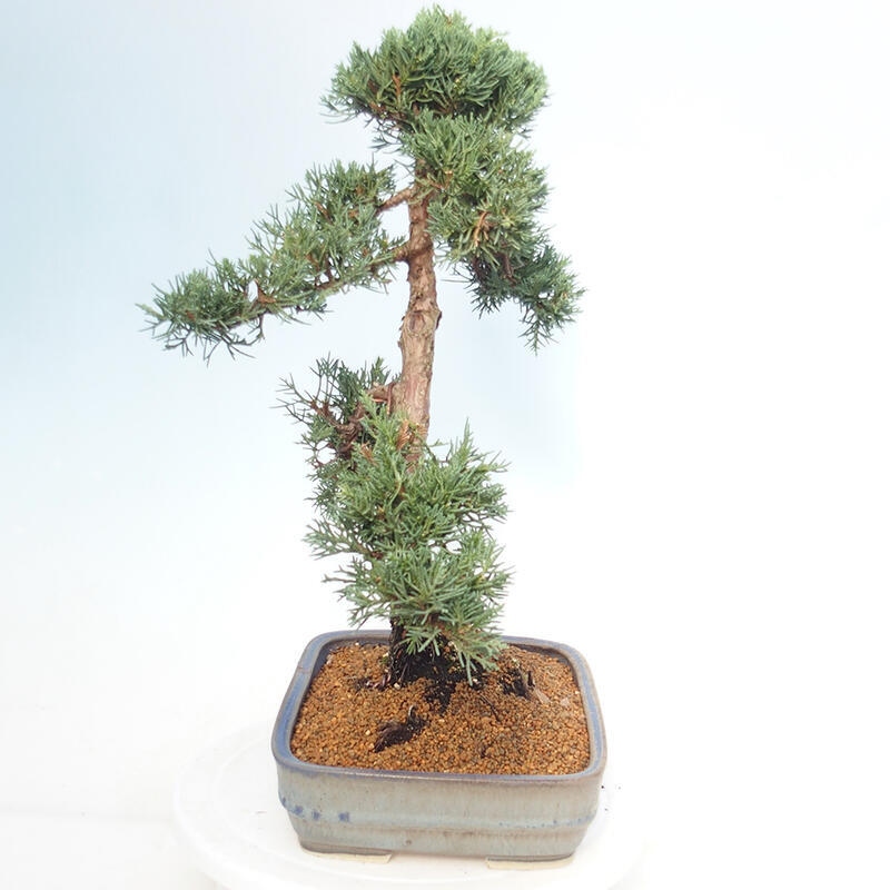 Outdoor bonsai - Juniperus chinensis Kishu - Chinese juniper