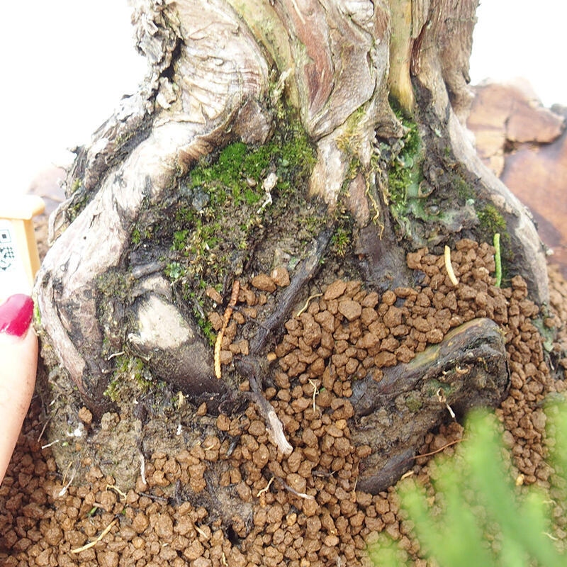 Outdoor bonsai - Juniperus chinensis Kishu - Chinese Juniper