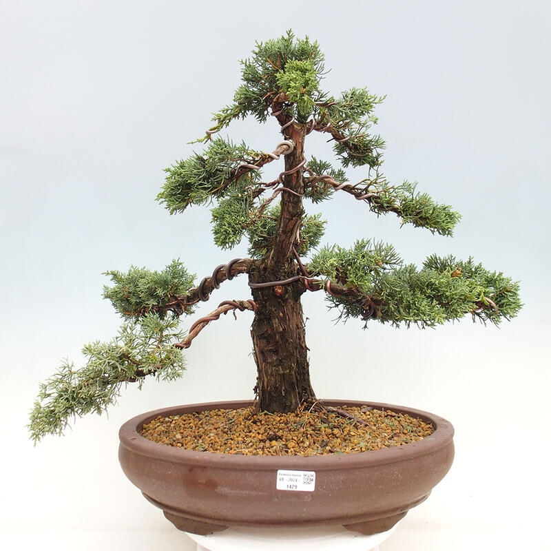 Outdoor bonsai - Juniperus chinensis Kishu - Chinese juniper